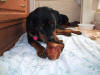 I don't think I would try to take the bone away from this dog. Just click the picture to enlarge it.